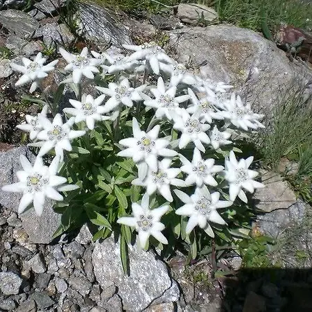 Appartamento Maison Sylvie Pila (Valle d'Aosta)